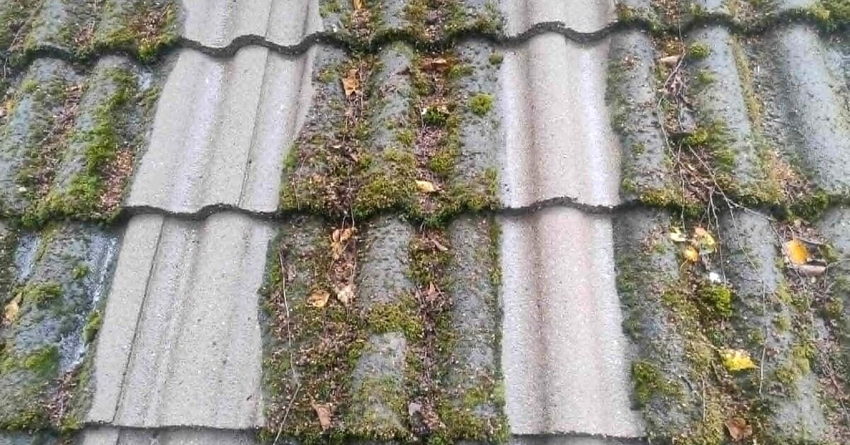 Moss and organic growth between tiles before treatment